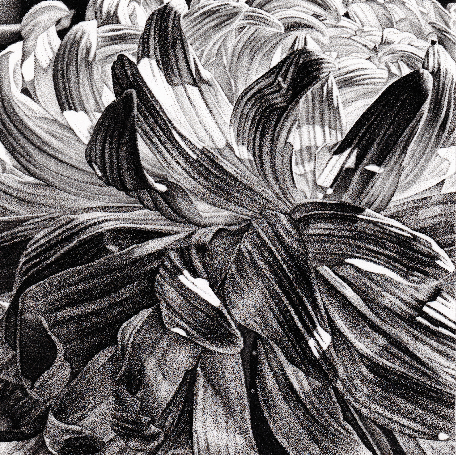 Chrysanthemum Petals